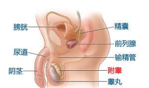 附睾炎是怎么感染的?